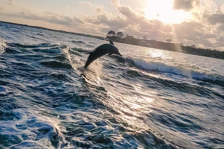 dolphin jumping out of a body of water