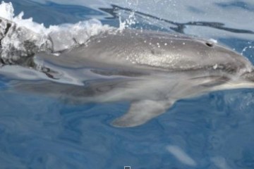 a dolphin swimming in a body of water