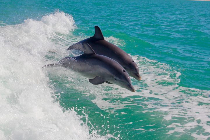 two dolphins jumping out of a body of water