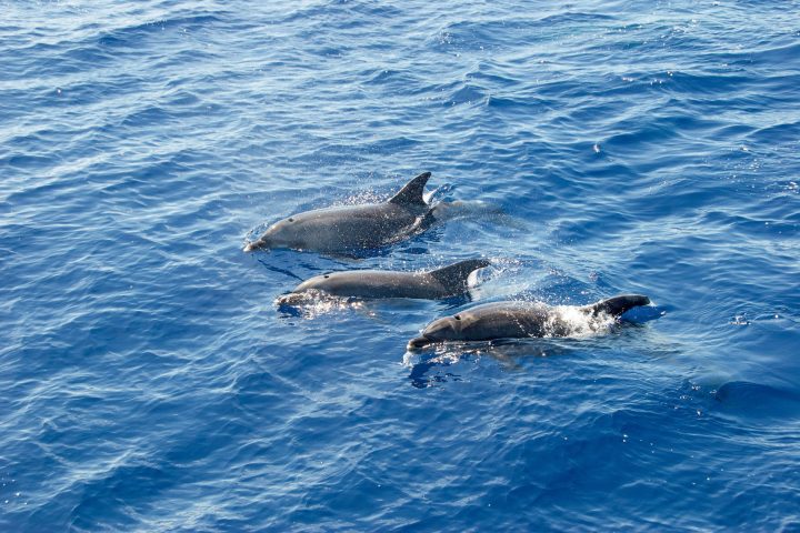 three dolphins swimming in a body of water